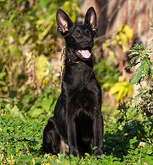 чёрный щенок немецкой овчарки